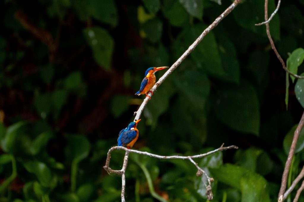 Birding in Uganda. Credit bucketListly.blog
