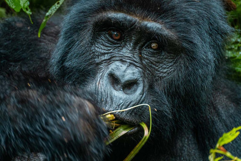 A closer up of a feeding Mountain gorilla in Bwindi Impenetrable National Park. Credit: BucketListly.blog
