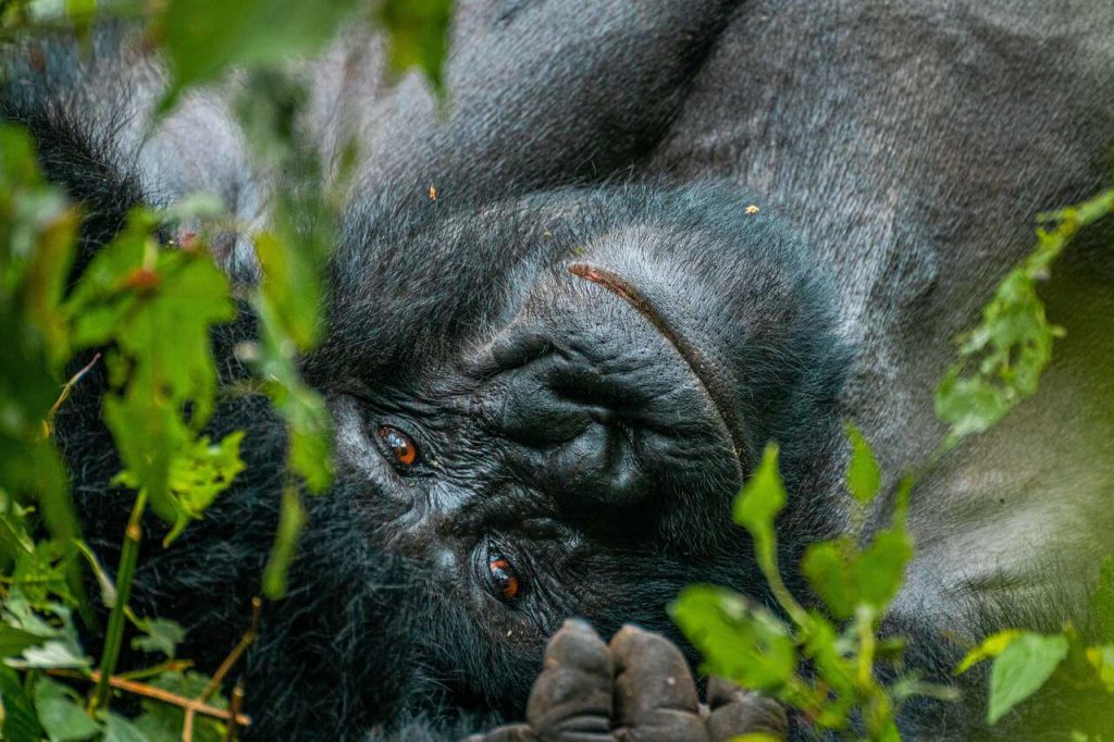 Relaxed Mountain gorilla in Bwindi Impenetrable National Park, part of what to experience on a gorilla habituation safari. Credit: BucketListly.blog