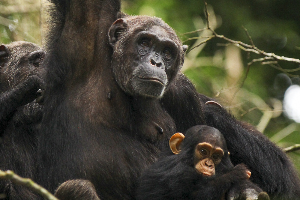 A female chimpanzee holding its baby in Kibale Forest