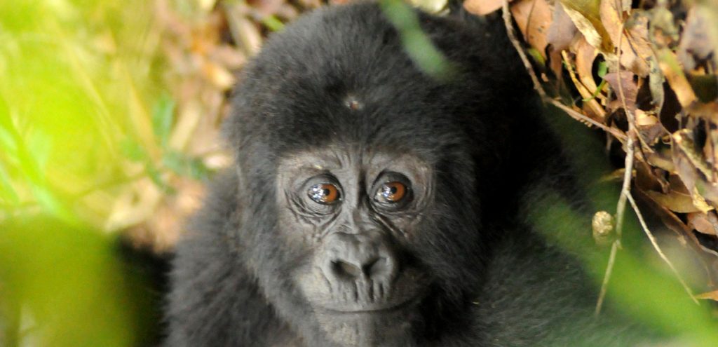 Looking through the eyes of a baby gorilla, on a chimpanzee gorilla trekking safari