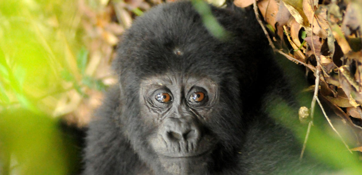 Looking through the eyes of a baby gorilla