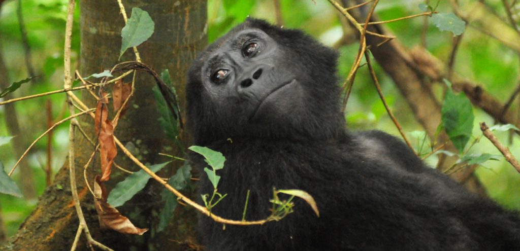 An adult female mountain gorilla, to be found in Bwindi Impenetrable National Park