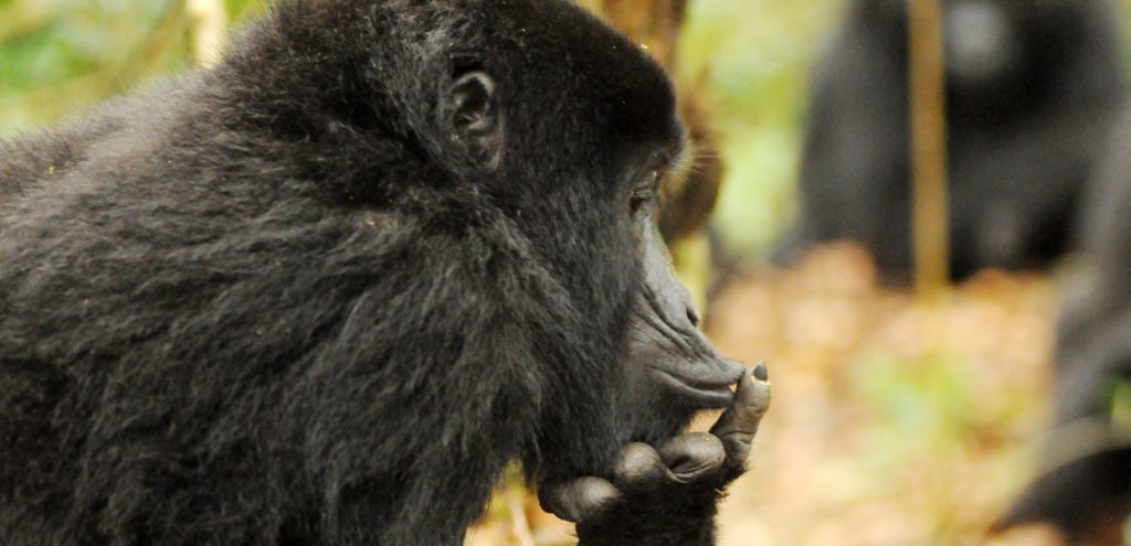 Sssssshhhh! Looks like a female mountain gorilla silencing others