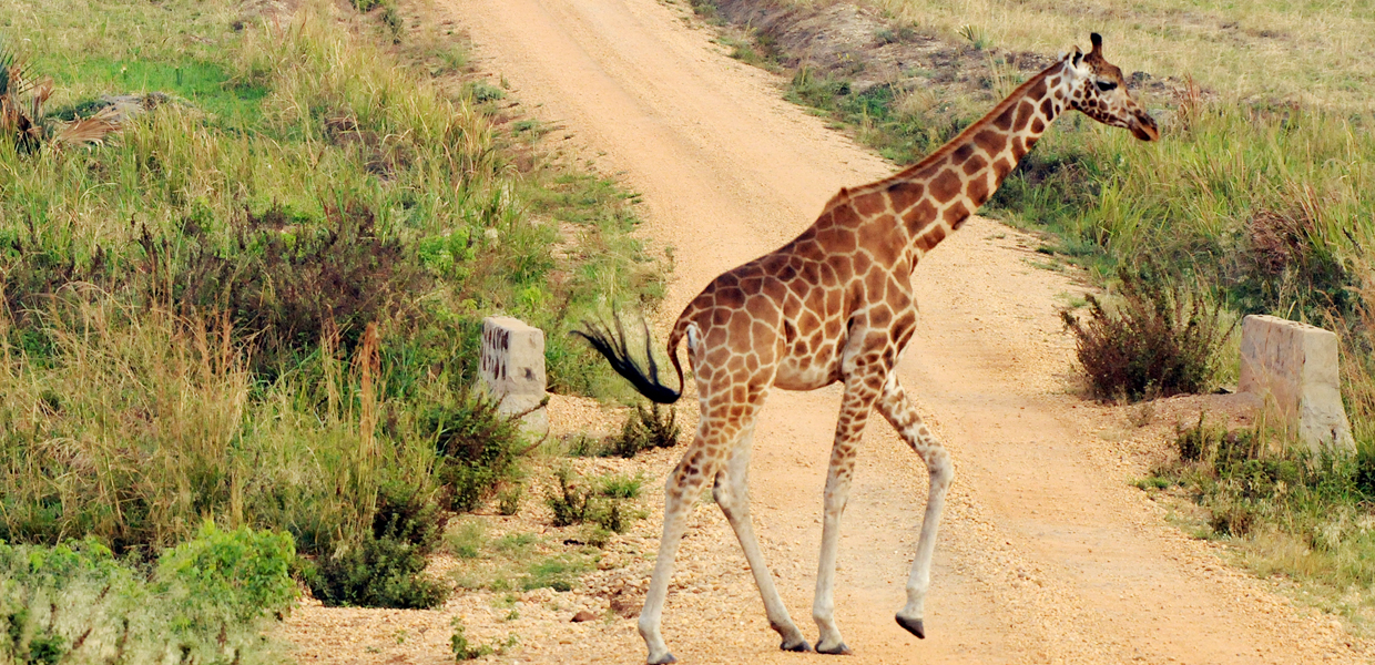 A young giraffe gently crossing