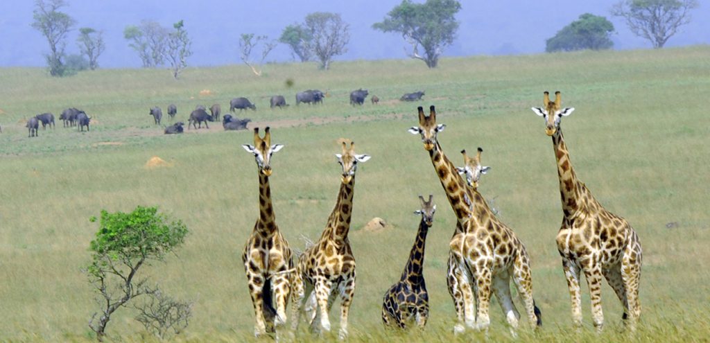 A parade of giraffes gazing tourists in Queen Elizabeth National Park