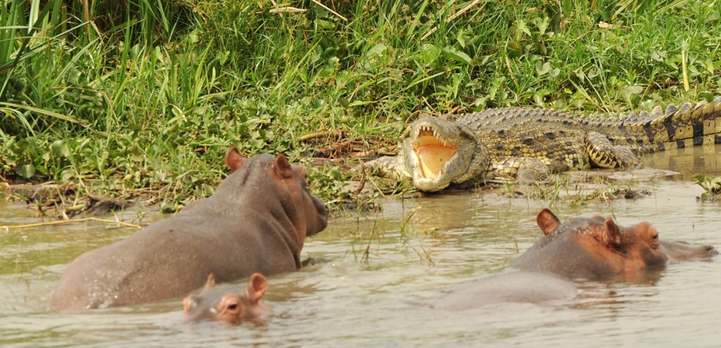 Hippos in contest with a Nile crocodile along Kazinga Channel