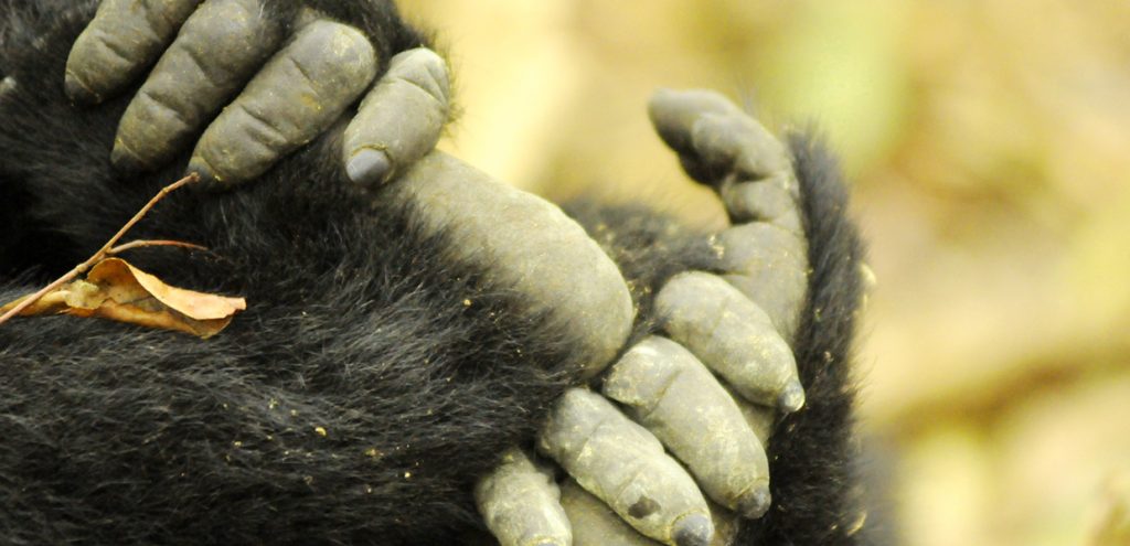 Fingers of an adult mountain gorilla as part of chimpanzee and gorilla habituation experience
