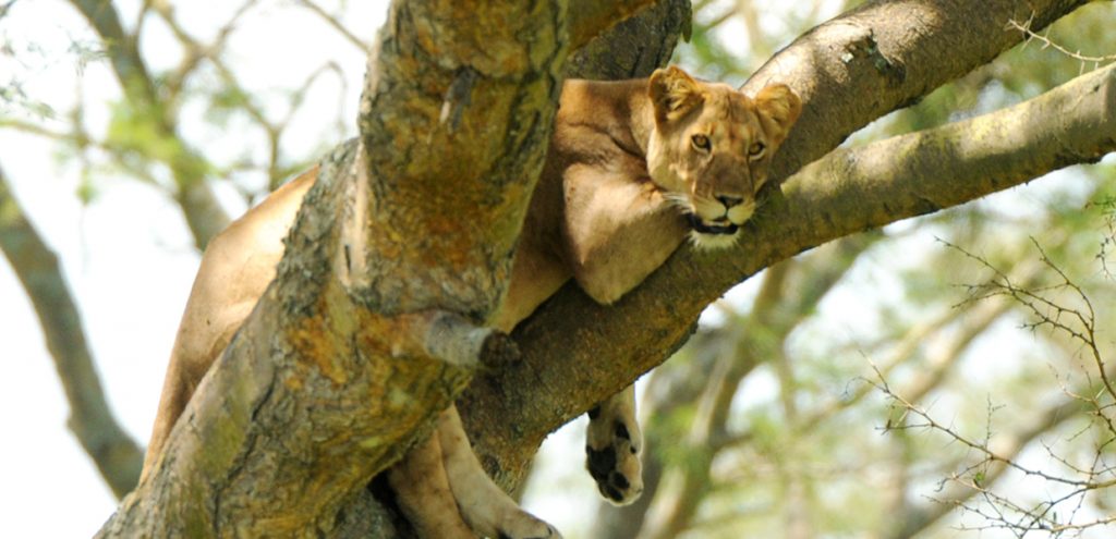 A relaxed tree climbing lion in Ishasha, Queen Elizabeth National Park