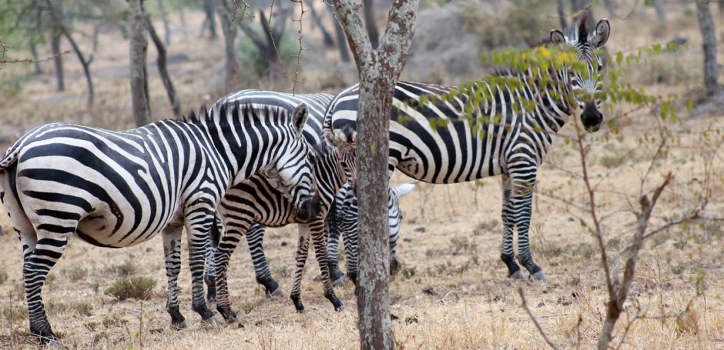 Zebras in Lake Mburo National Park