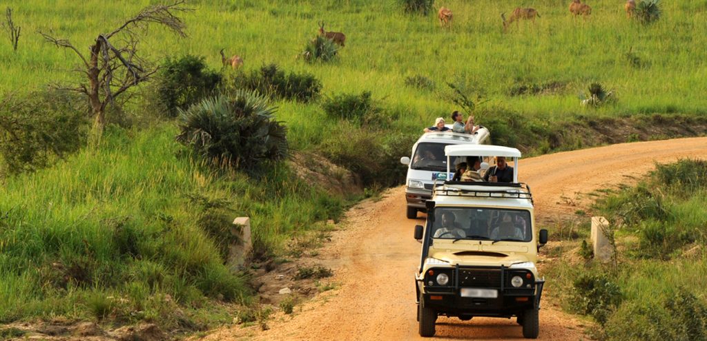 Safari cars driving through a National Park in Uganda