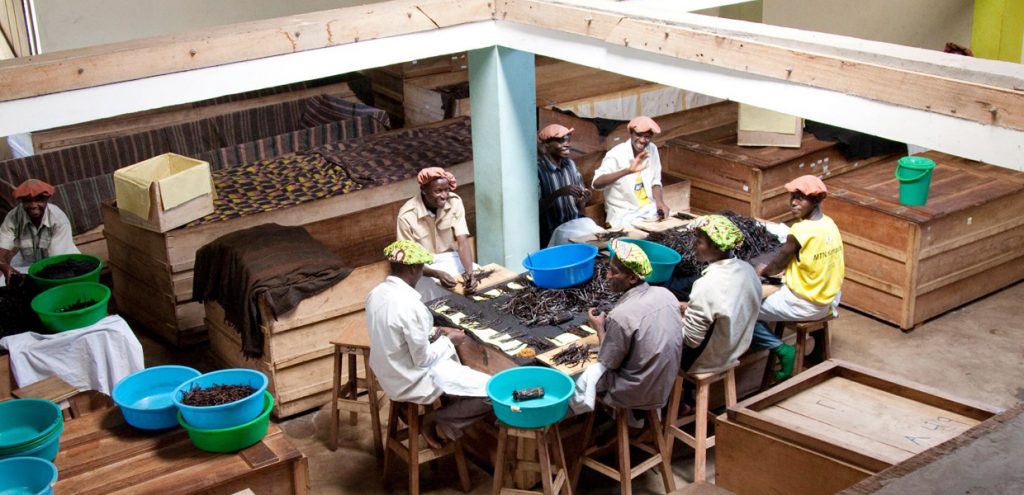 Learn about vanilla extraction on a vanilla farm visit in Kibale, at Ndali vanilla farm in Fort Portal. Credit: Ndali Vanilla