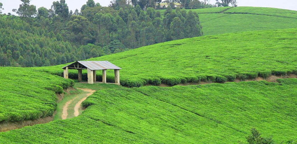 Tea Plantation in Uganda. Credit: Ratetea.com