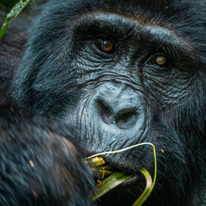 Close face of a male Mountain gorilla. Credit: Bucketlisty[dot]Blog