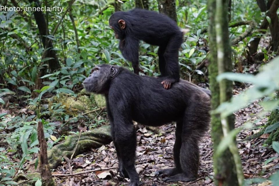 Activities While In Kibale Forest