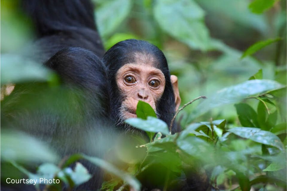 A Weekend Chimpanzee Trek In Kibale Forest